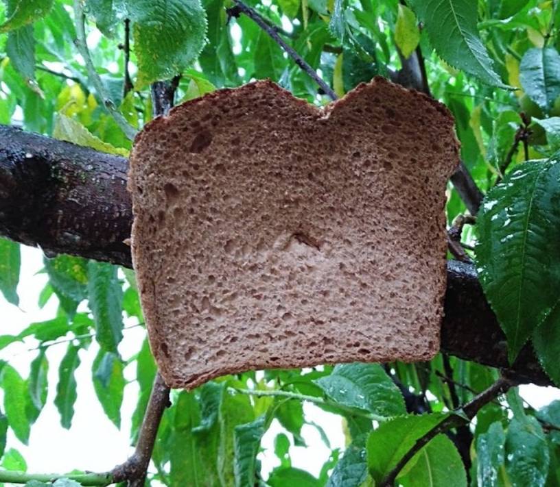 Bread Trees